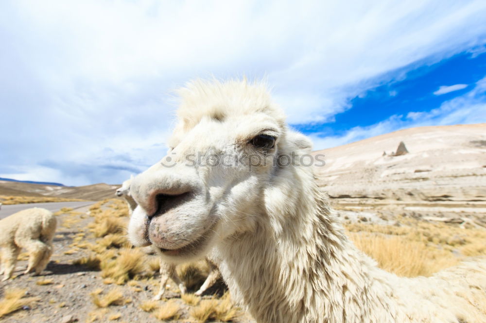 This little llama in the ruins of Machu Picchu