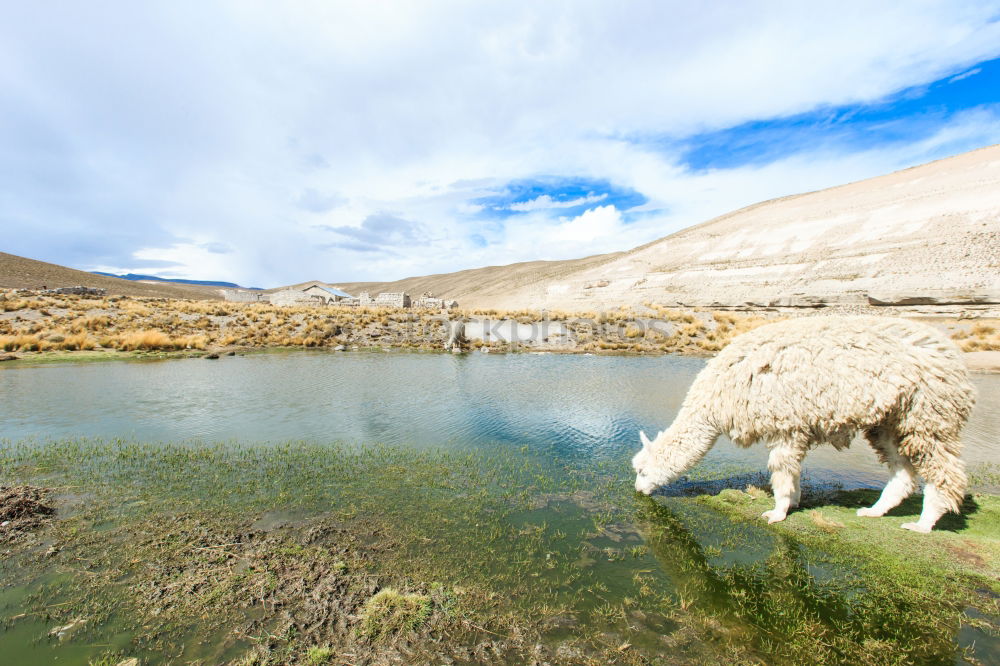 Similar – Rendeer in arctic Eating