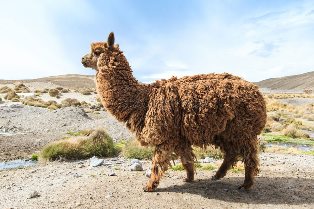 Similar – This little llama in the ruins of Machu Picchu