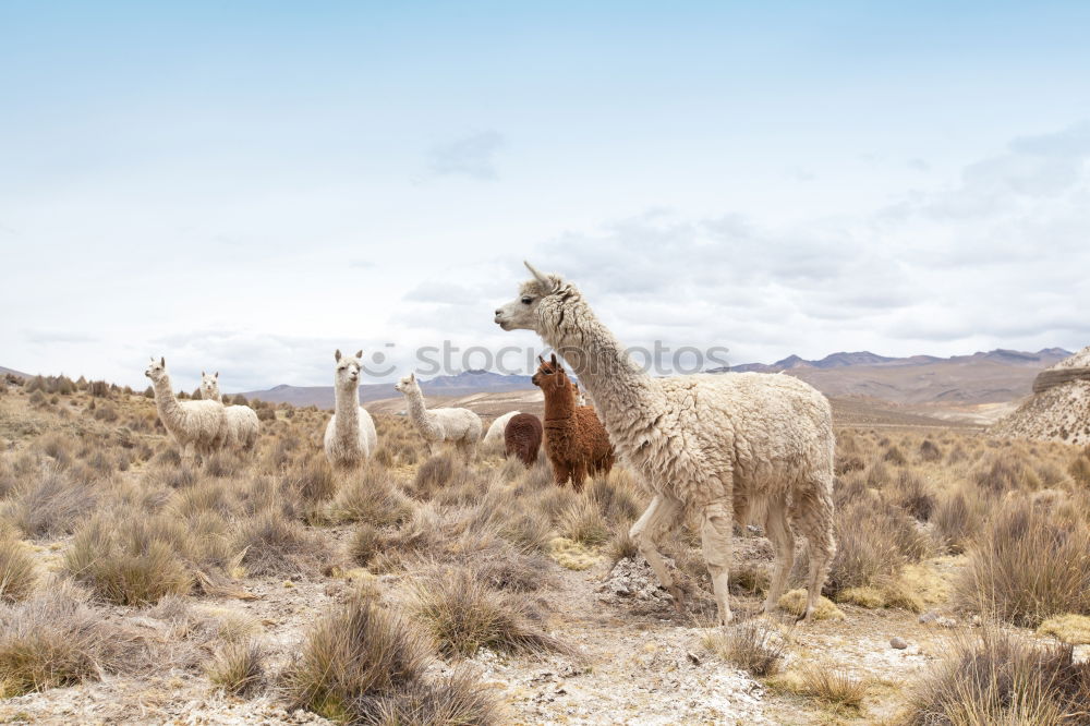 Image, Stock Photo the guardian of the great valley