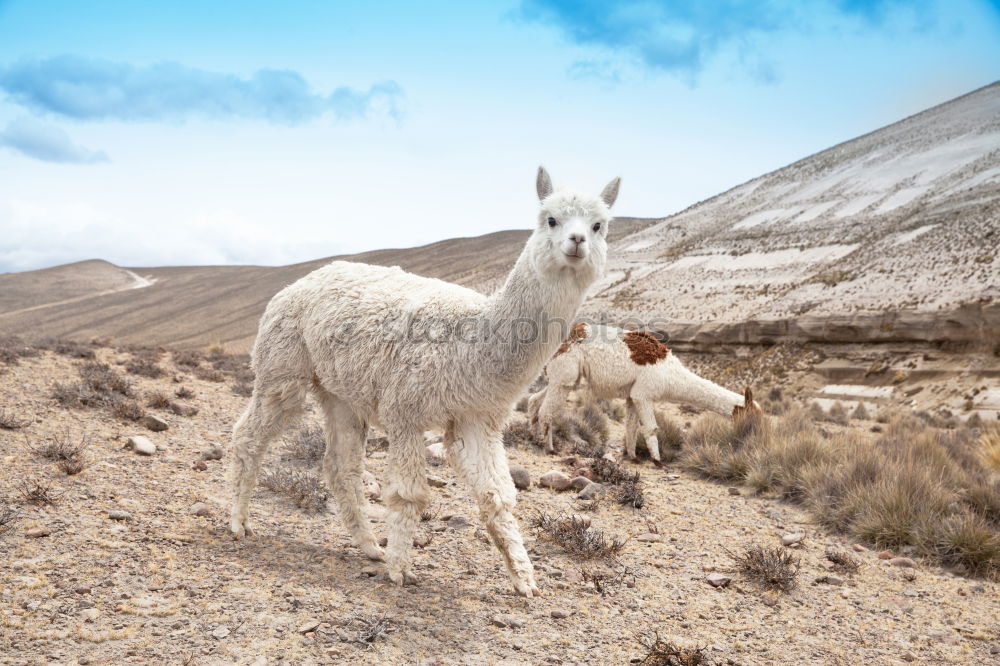 Similar – Image, Stock Photo the guardian of the great valley