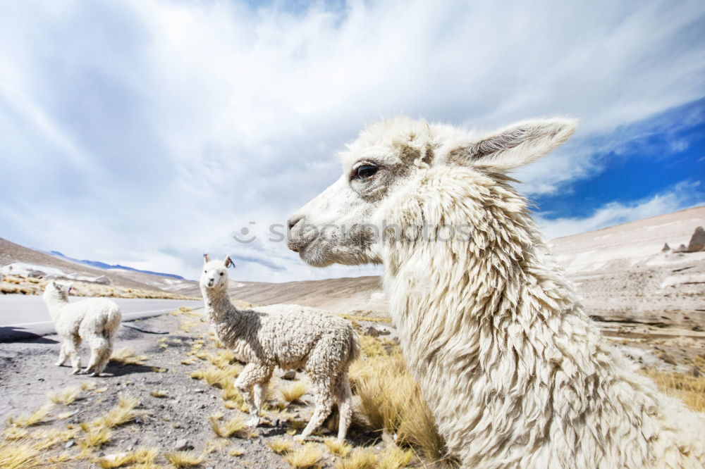 Image, Stock Photo Guanaco Animal 1 Blue