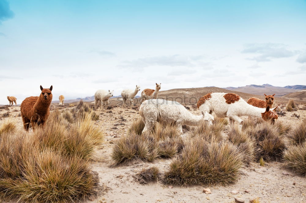 Similar – Horse and cows in countryside