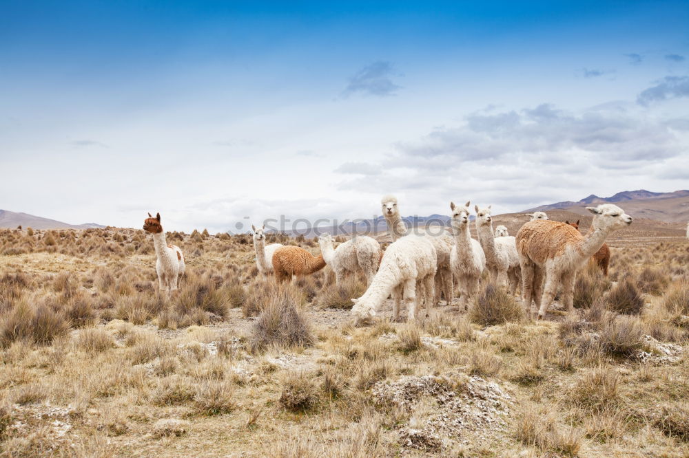 Similar – Image, Stock Photo Horse by Song Kul lake