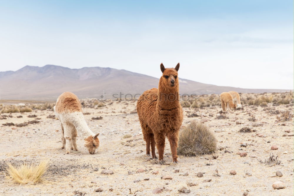 Similar – Image, Stock Photo Camelus Dromedarius Nature