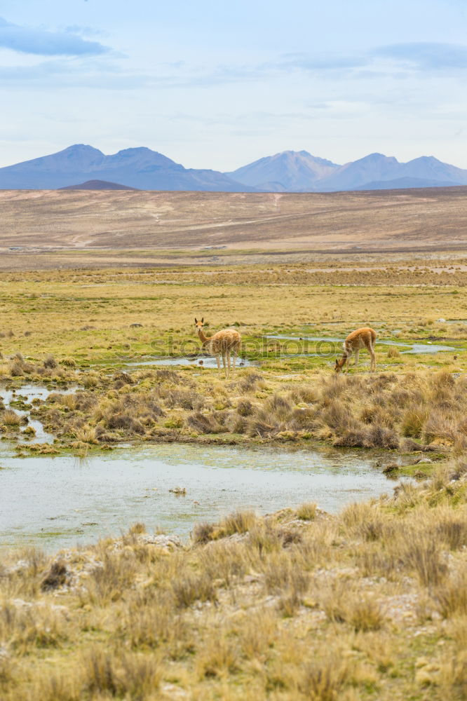 Guanaco Herd Animal