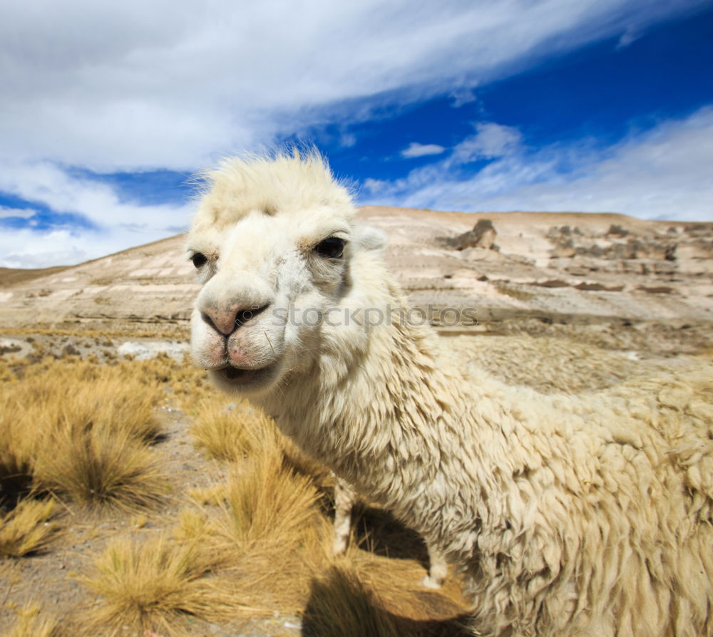 Similar – Image, Stock Photo Guanaco Animal 1 Blue