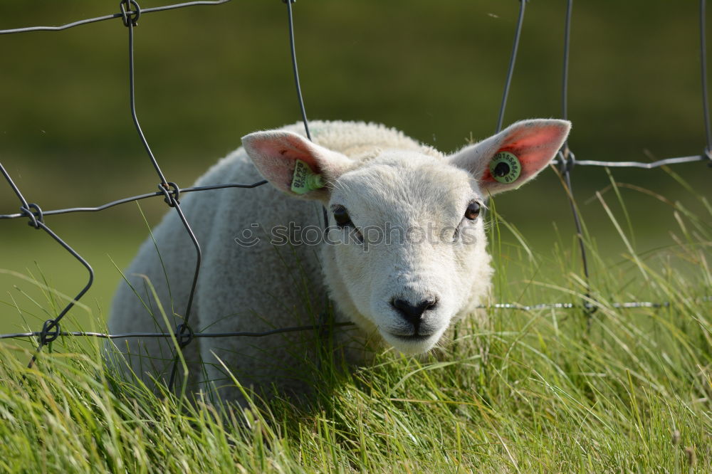 Similar – Foto Bild RasenMÄHer Natur Sommer