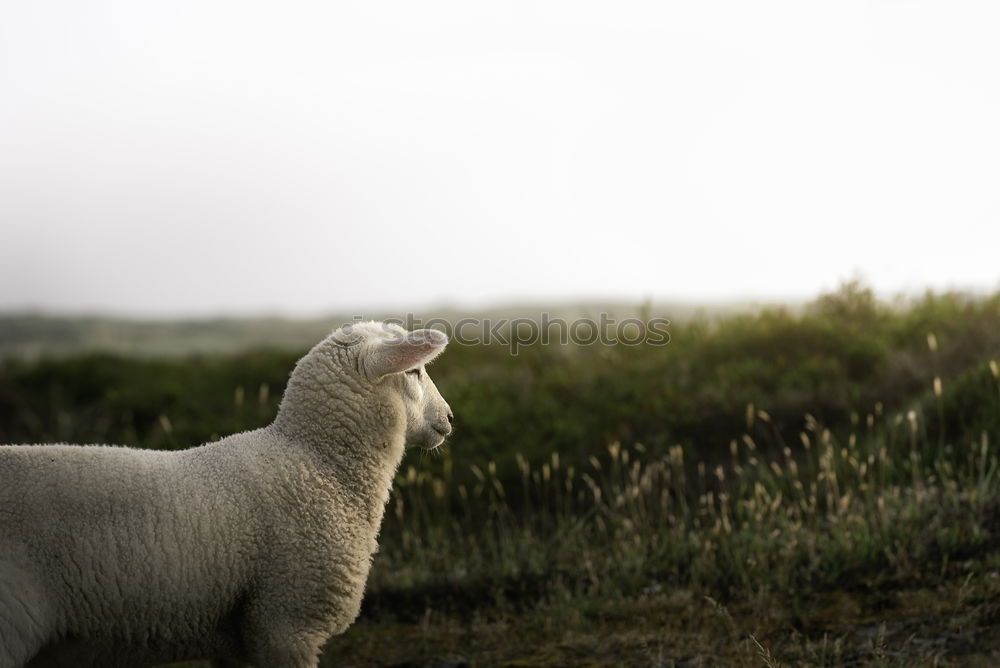 Similar – Sheep in a pasture