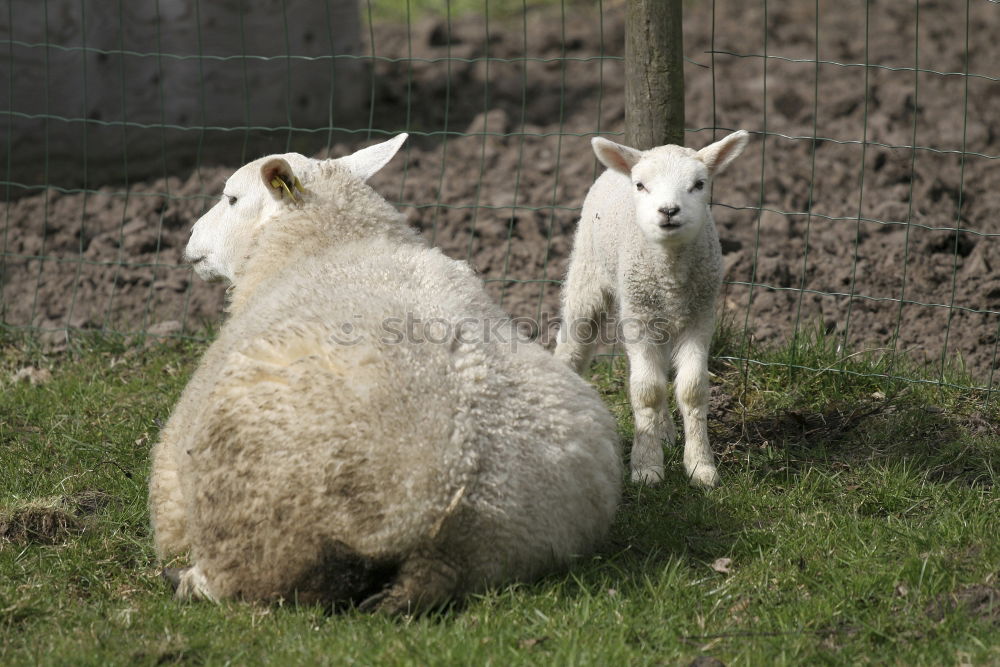 Similar – Foto Bild Schafe im Profil Gras