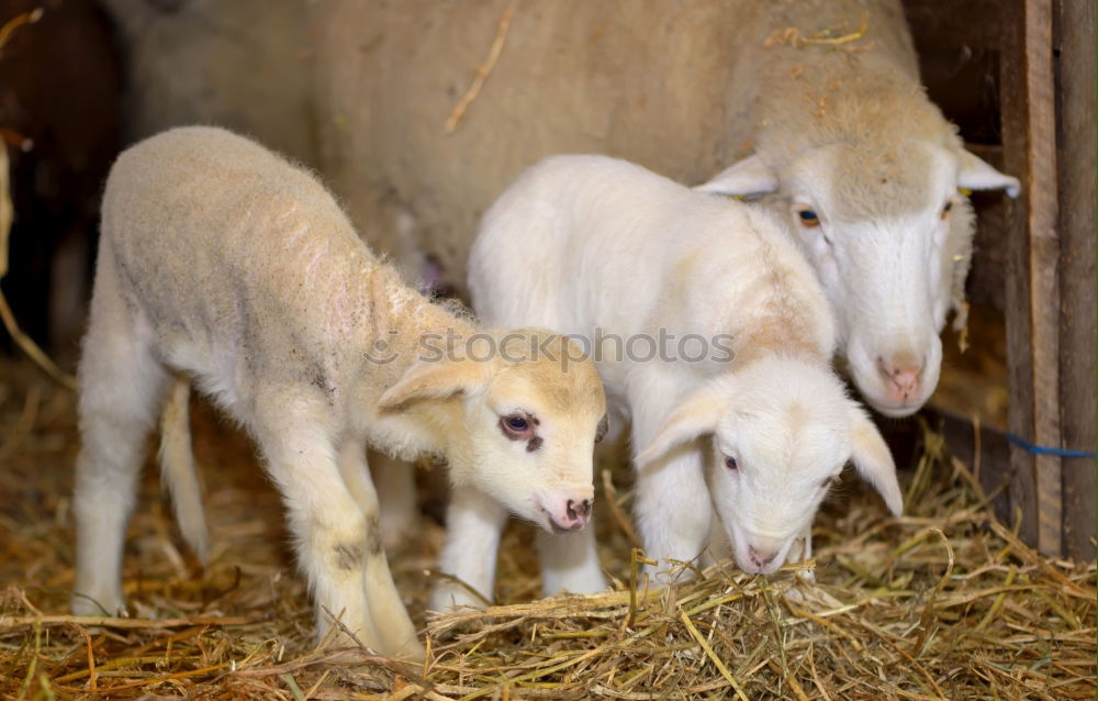 Similar – Sheep in the barn Plant