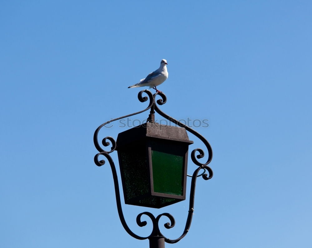 Similar – Weisse Taube Vogel weiß