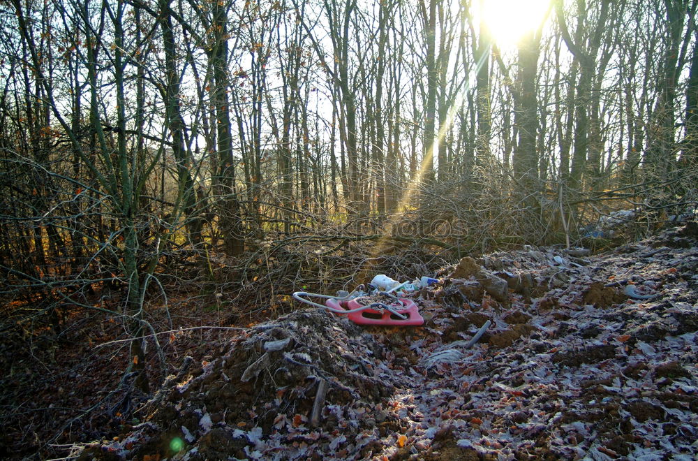 Similar – Foto Bild Gegenwind Wald Laubwald