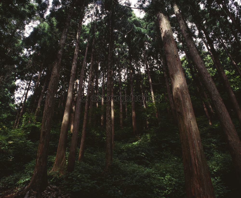 Similar – Foto Bild Nebelwald Landschaft