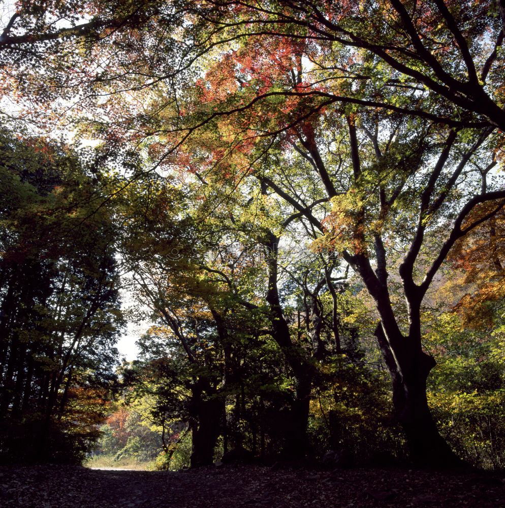 Similar – Herbsttag Pfütze