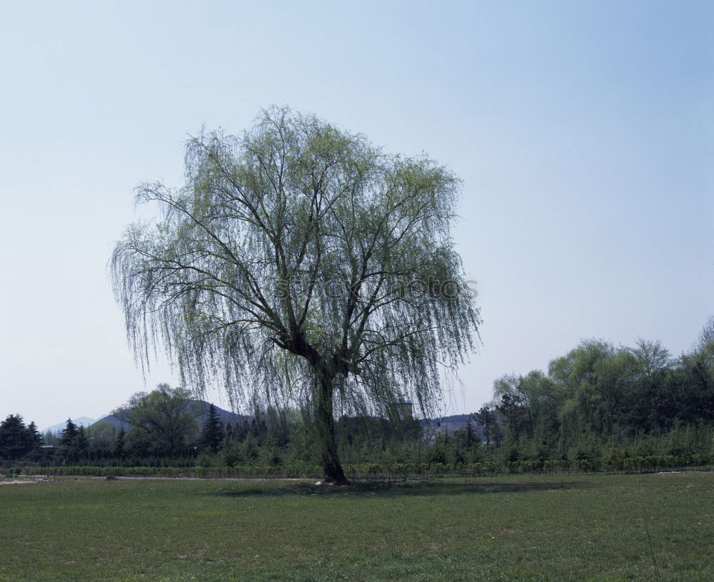 Similar – tree_2 Meadow Field