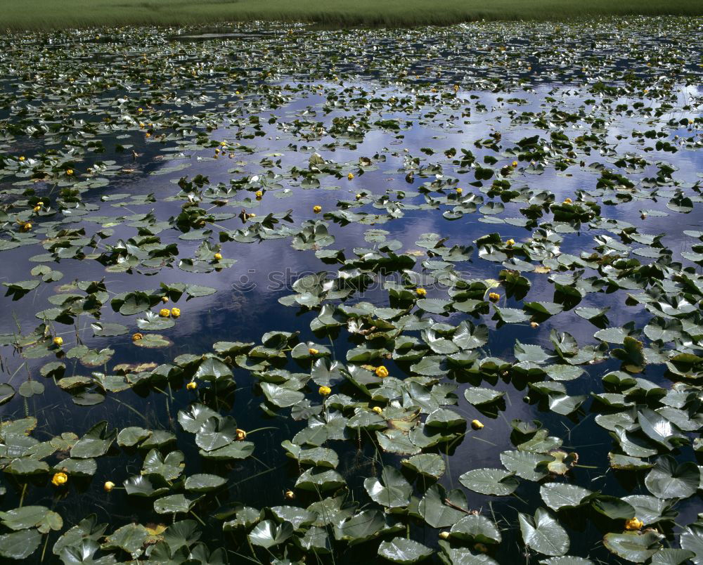 Similar – Image, Stock Photo The Companions Water