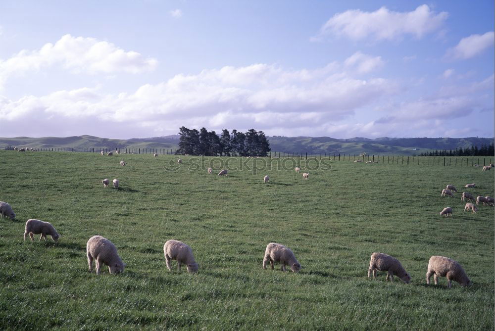 Similar – cloudy lawnmowers Sheep