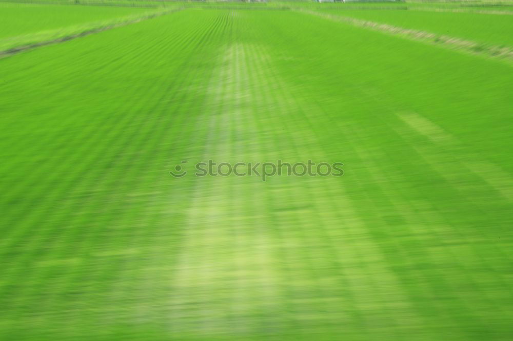 Similar – British Green Meadow Grass