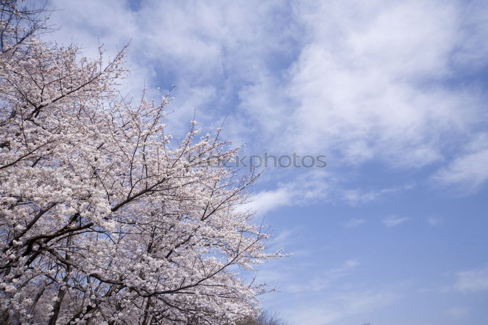 Similar – Eisvogel Flugzeug Baum