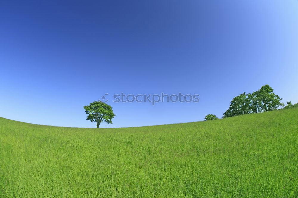 Similar – Image, Stock Photo lonely tree Tree Meadow