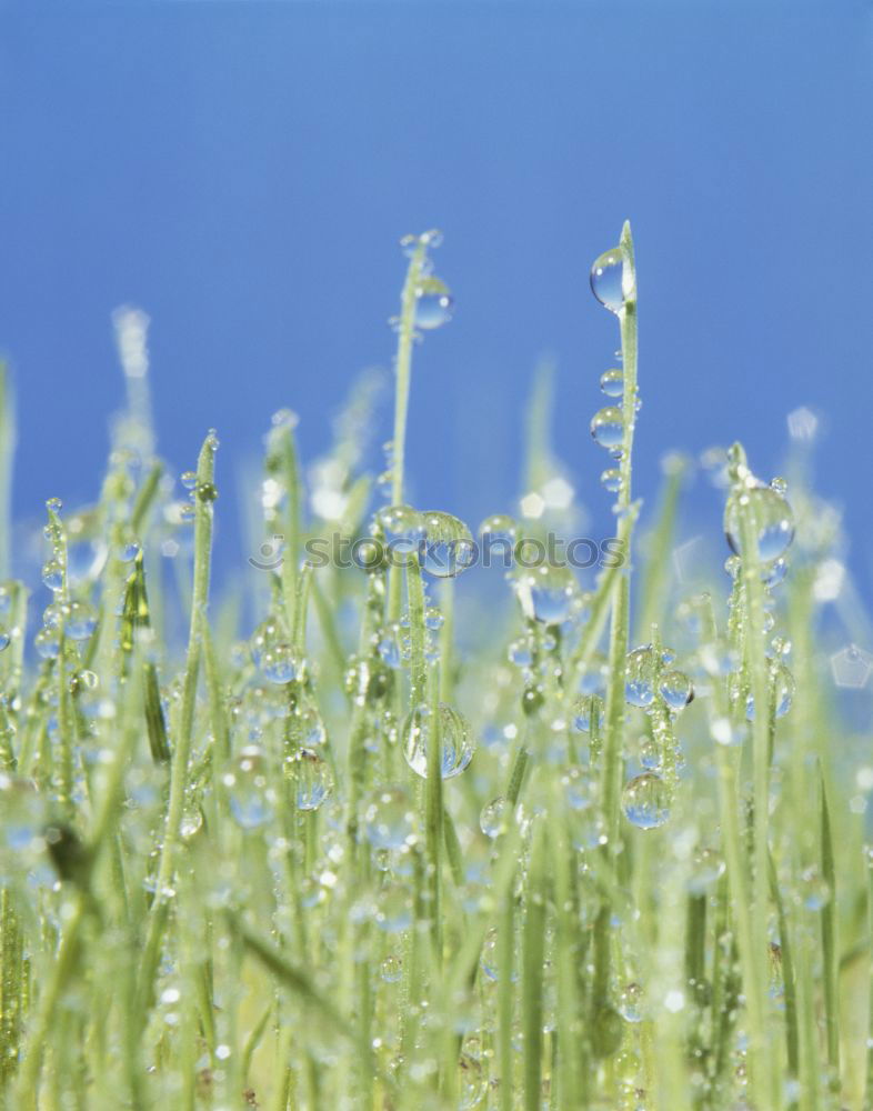 Similar – Stem with flowers of a wild carrot from the frog’s eye view in front of a blue sky