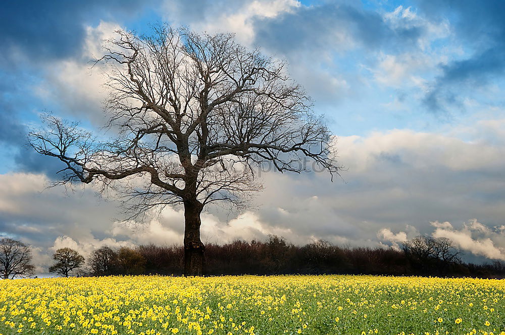 Similar – Image, Stock Photo Family Baum Tree Green