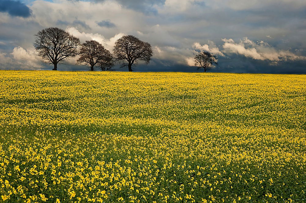 Similar – Image, Stock Photo rapsfeld Canola Plant