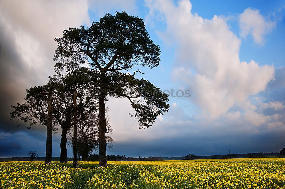 Similar – yellow blue white Tree