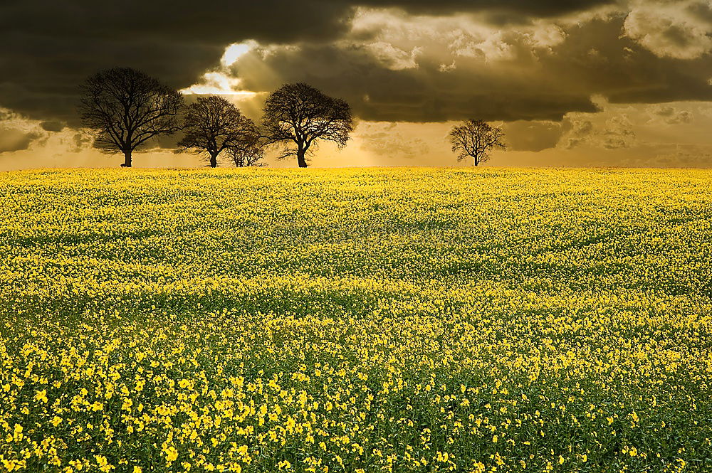 Similar – Image, Stock Photo rapsfeld Canola Plant