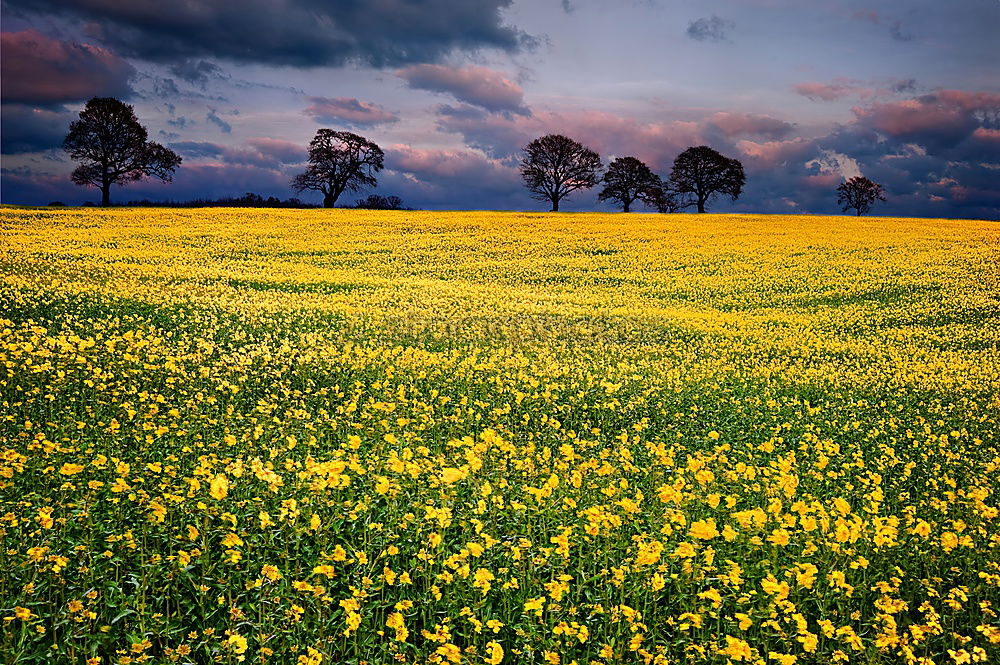 Similar – Image, Stock Photo yellow addiction Canola