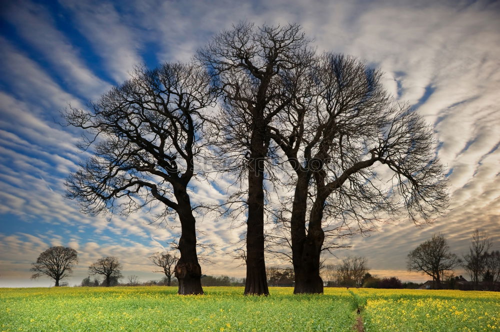 Similar – yellow blue white Tree