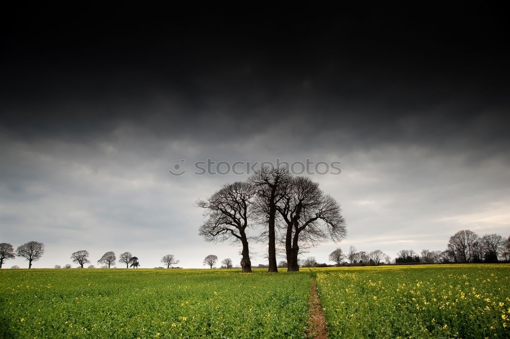 Similar – Einsamer Baum 2 Feld