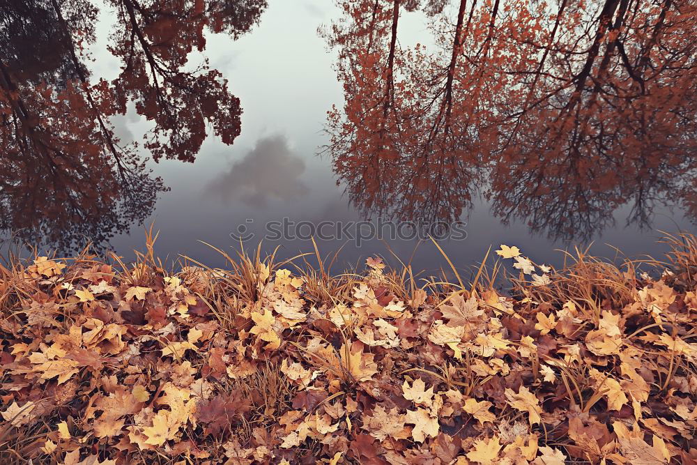 Similar – Colorful trees by a small pond in the fall