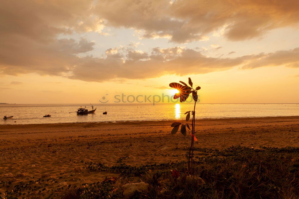 Similar – Image, Stock Photo Father and son playing on the beach at the sunset time.