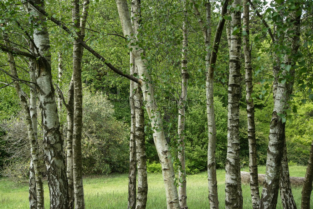 Similar – Image, Stock Photo forest whispers