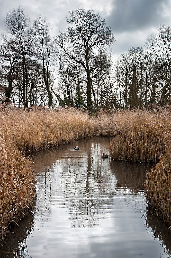 Similar – Image, Stock Photo A row of trees on the shore