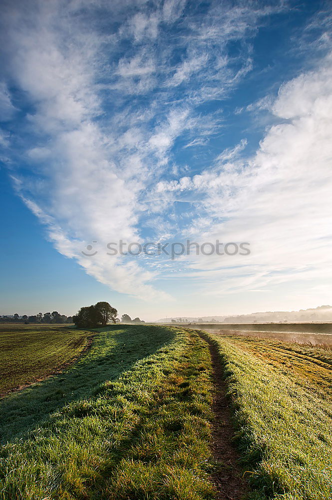 Similar – Baumweg grün himmelblau