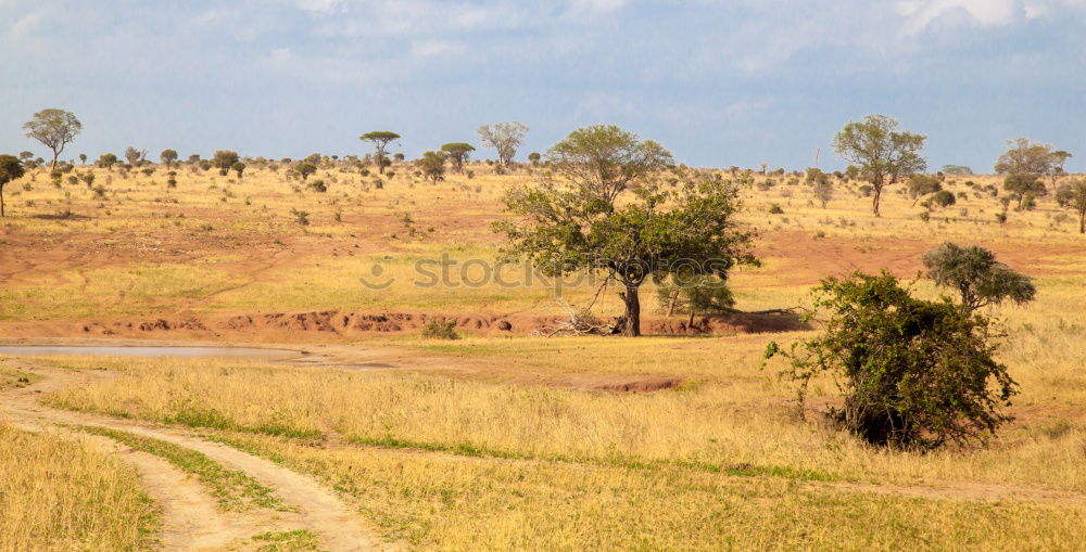 Similar – Image, Stock Photo safari park Nature