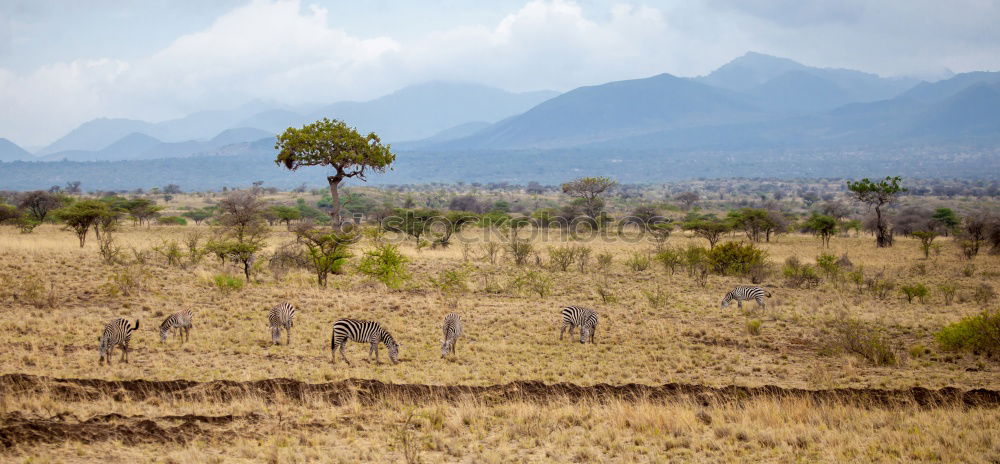 Similar – Ngorongoro Crater Safari Africa