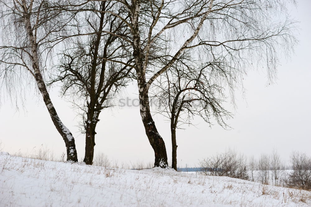 Similar – Image, Stock Photo Winter Impression_III Cold