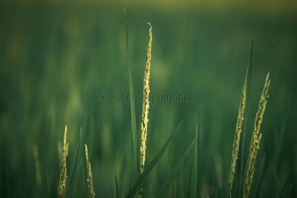 Similar – Image, Stock Photo spike Plant Summer Grass