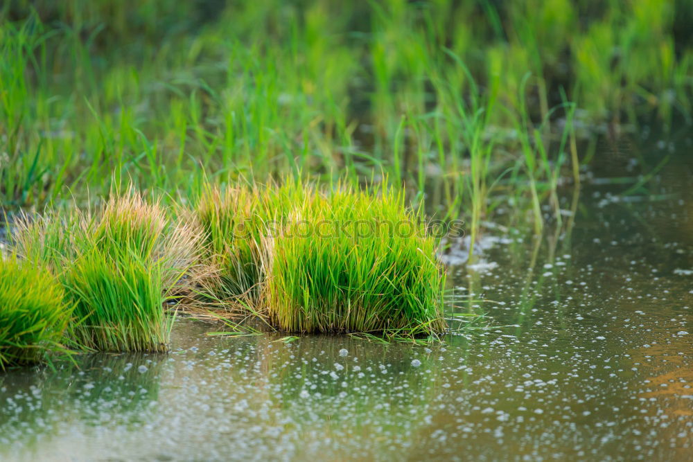 Gras grün Sommer frisch