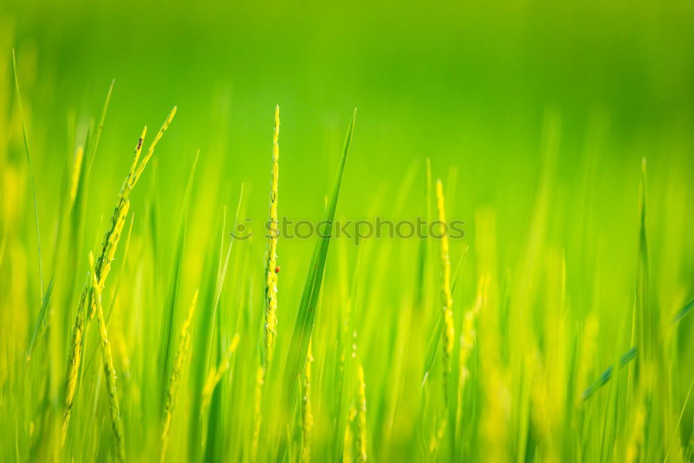 Similar – Foto Bild grasgrün Wiese Gras Halm