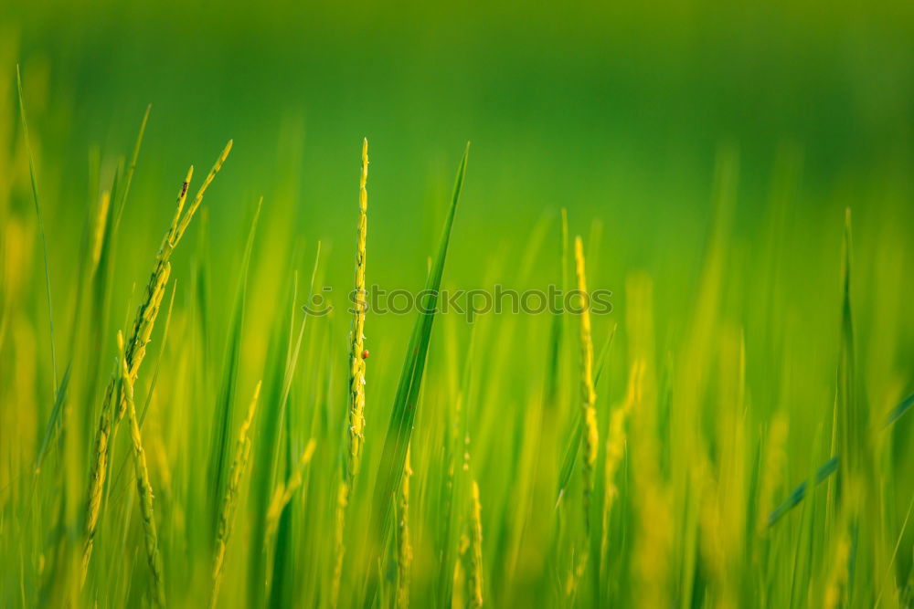 Similar – grass green Relaxation