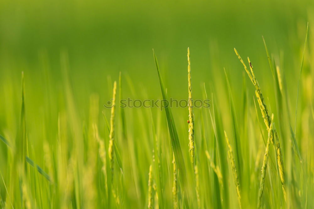 Wiese Gras grün Frühling