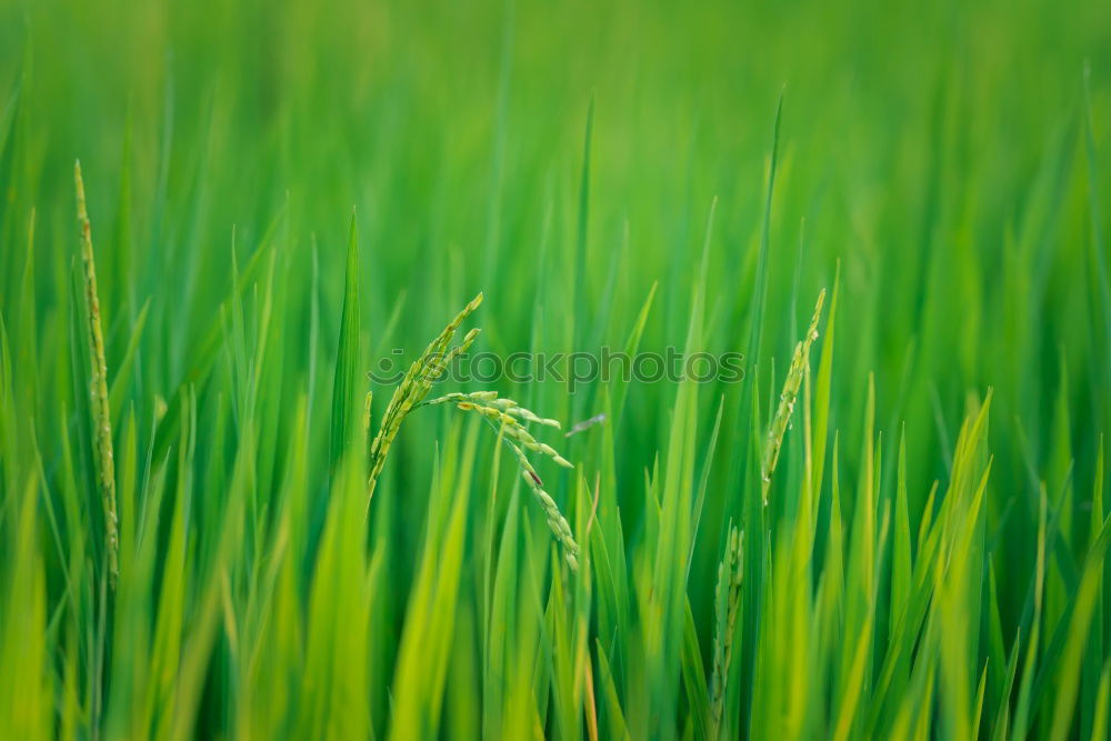 Similar – Foto Bild grasgrün Wiese Gras Halm