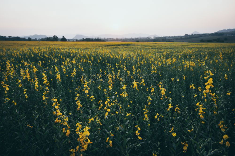 Similar – Image, Stock Photo Rebellion of the dandelions.