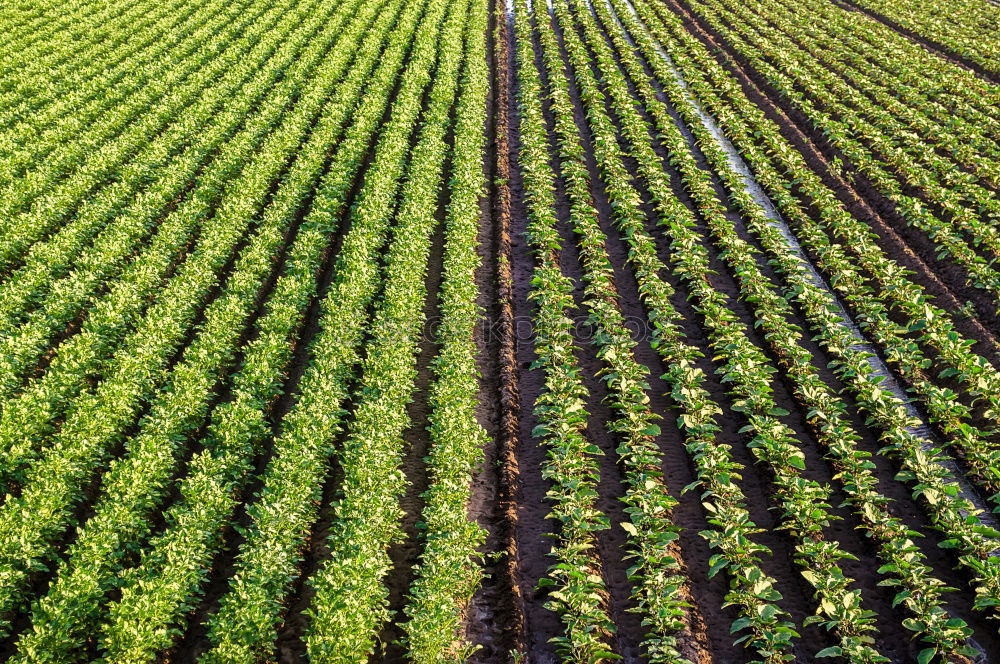 Similar – Image, Stock Photo maize field Vegetable