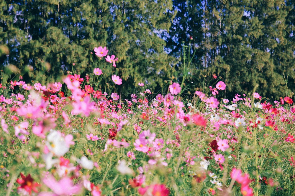 Similar – Image, Stock Photo Roadside. Environment